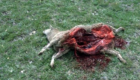 BBM Sheep that strays from flock